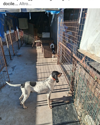 Caneda compagnia