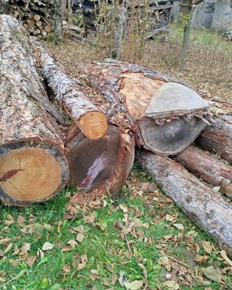 4 tronchi di larice - legna