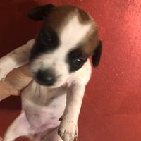 Cucciole jack russell