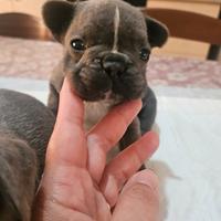 Bulldog francese cuccioli