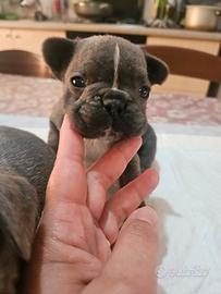 Bulldog francese cuccioli