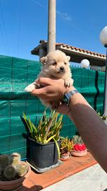 Spitz nano di pomerania piccolo