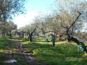 Perdifumo Loc. Vatolla - terreno agricolo