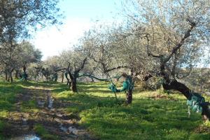 Perdifumo Loc. Vatolla - terreno agricolo