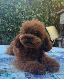 Barboncino mini Toy per monta