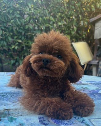 Barboncino mini Toy per monta