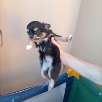 Cani chihuahua a pelo lungo