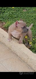 Cucciolo american bully poket