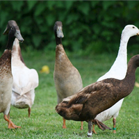 Anatre corritrici indiane