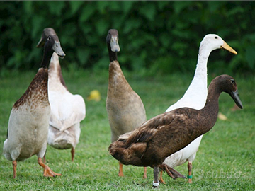 Anatre corritrici indiane