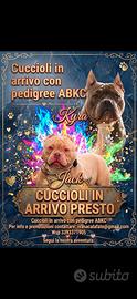 American bully