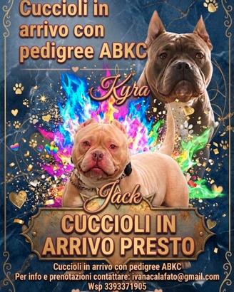 American bully