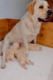 Cuccioli di Labrador Retriever