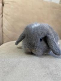 Coniglio nano ariete mini loop Perla