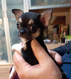 Cucciola chihuahua