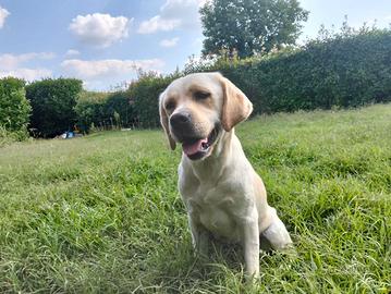 Labrador femmina