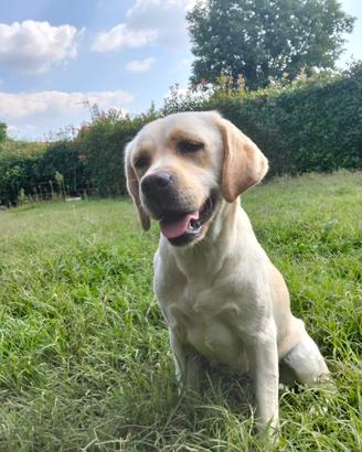 Labrador femmina