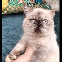 Exotic shorthair colore tortypoint