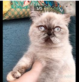 Exotic shorthair colore tortypoint