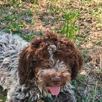 Lagotto Romagnolo CUCCIOLI con Pedigree ROI