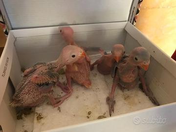 Pulli Parrocchetto dal collare