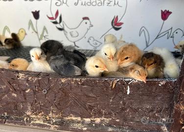 Pulcini di galline ovaiole