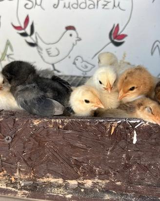 Pulcini di galline ovaiole