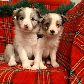 Cuccioli Border collie Blue merle con pedigree