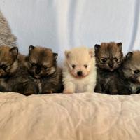 Cuccioli POMERANIA