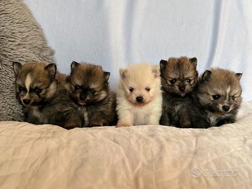 Cuccioli POMERANIA