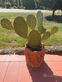 Pianta grassa con vaso degli anni ‘40