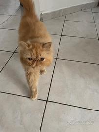 Gatto Persiano per accoppiamento