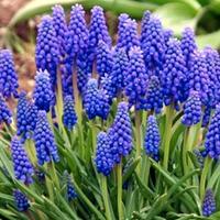 muscari fiori blu