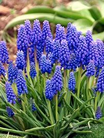 muscari fiori blu