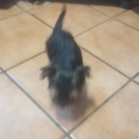 Ad amanti di animali