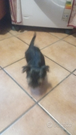 Ad amanti di animali