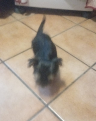 Ad amanti di animali