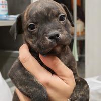 Staffy