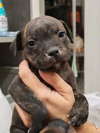 Staffy
