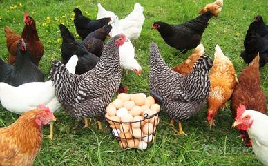 Galline ovaiole colorate