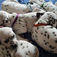 Cuccioli di razza dalmata alta genealogia
