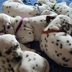 Cuccioli di razza dalmata alta genealogia