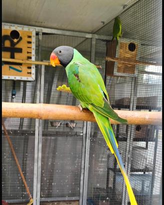 Coppia Psittacula Himalayana