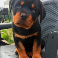 Rottweiler cucciolo
