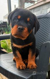 Rottweiler cucciolo