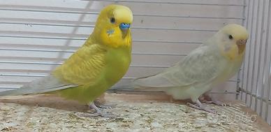 Cocoriti