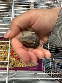 Criceti cuccioli