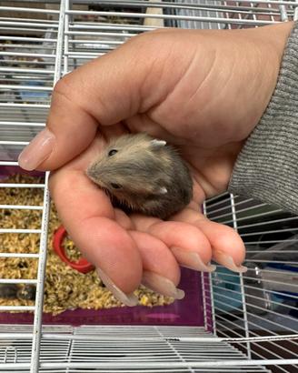 Criceti cuccioli