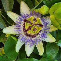 Pianta di Passiflora caerulea 