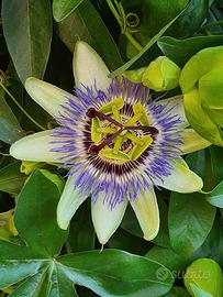 Pianta di Passiflora caerulea 